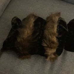 Wonderful Vintage Fur Muff, Put Hands In Either Side Stay Warm Be Different.