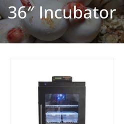 Reptile Incubator 