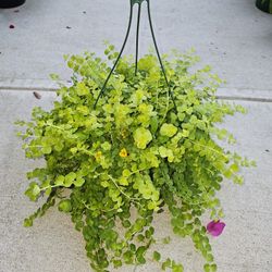 Creeping Jenny Beautiful And Healthy HANGING BASKETS PLANTS ARRIVED. $14 each