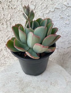 6 Inch Pot Succulent Plant - Echeveria Raindrops - Mexican Hens and Chicks - Rooted & Established - Drought Resistant 🪴