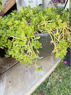 Baby sun rose (ground cover)