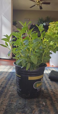 Spearmint plant