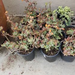 Red Echeverria 1 Gallon, Succulent