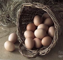 Vancleave ,ms Homegrown Fresh Eggs