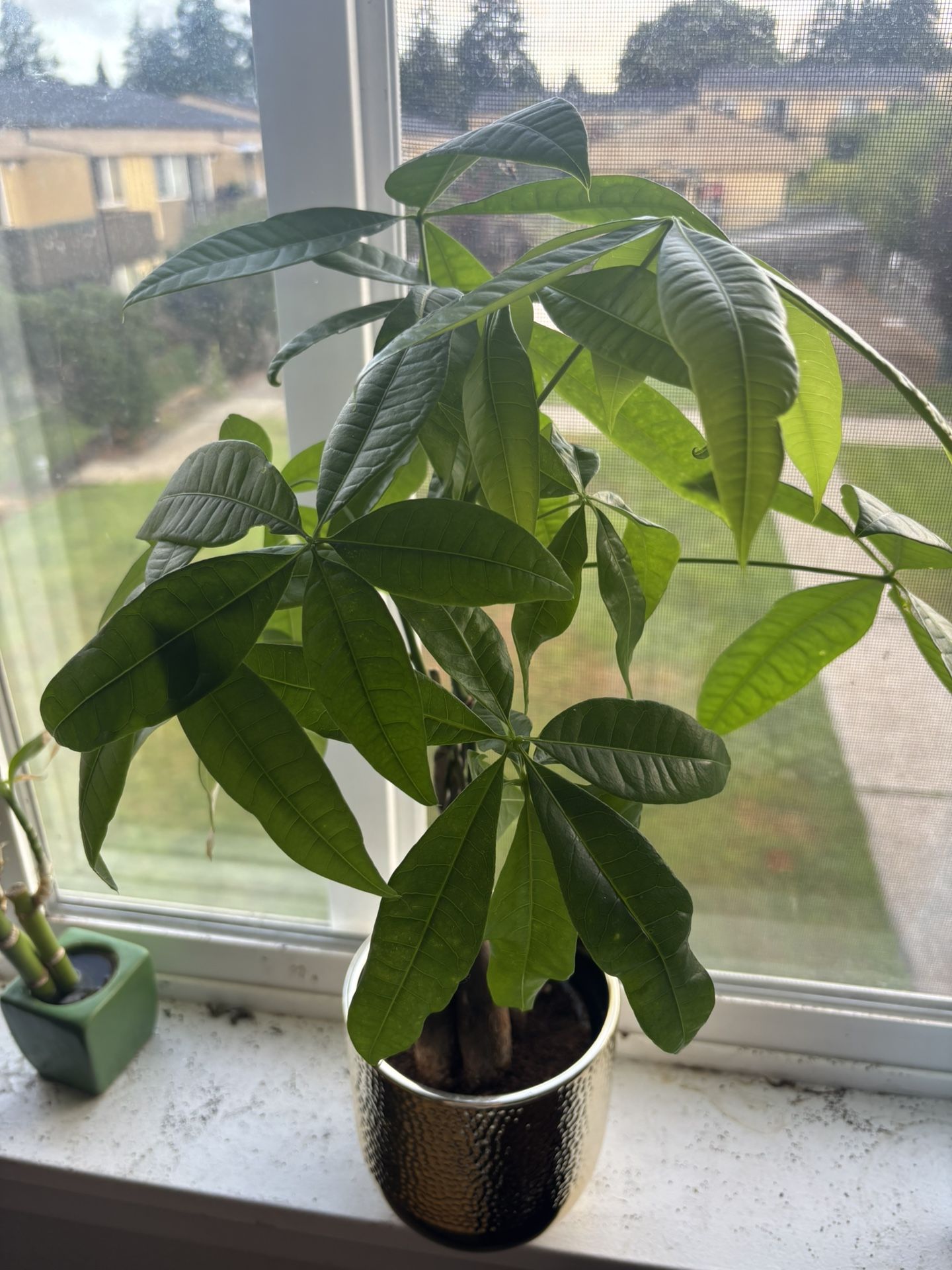 Money Tree With Gold Pot