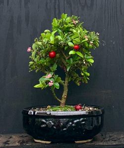 Bonsai Cherry Tree