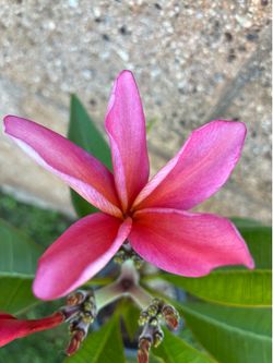 Blooming Plumeris - 3ft tall