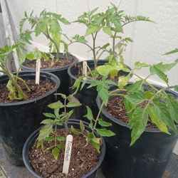 Tomato Plant 