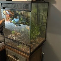 Lizard Tank  