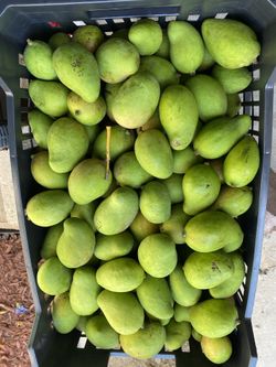Mango verde $10 por libra y nance maduro fresco a $6 la libra