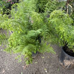 Shade Plants
