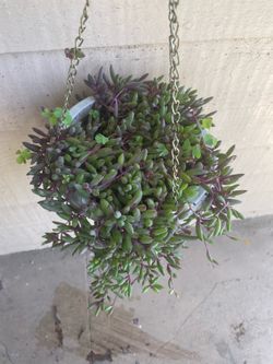 Ruby Necklace Hanging Plant