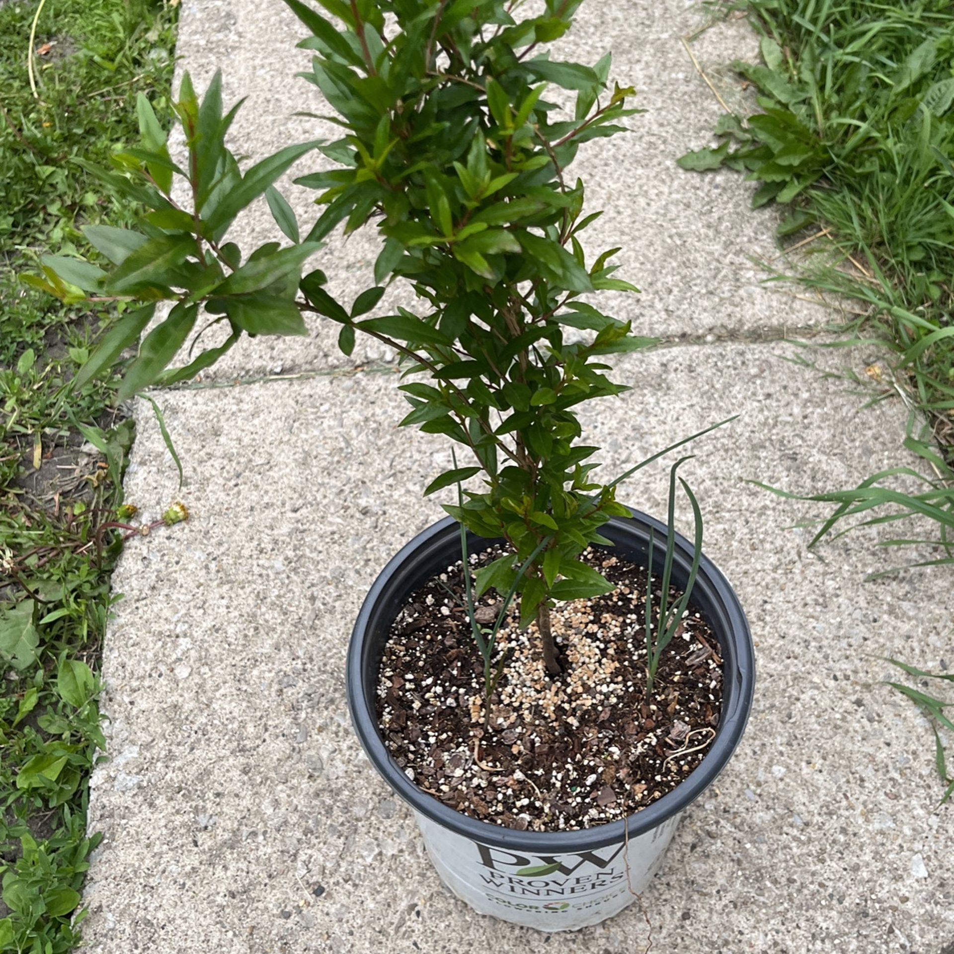 Pomegranate Tree