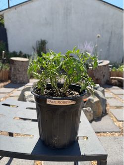 Paul Robeson Heirloom Tomato Plants in 1-Gallon Pots – Garden Ready!