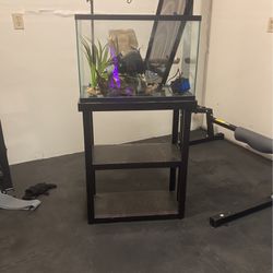 20 Gallon Aquarium Turtle Setup