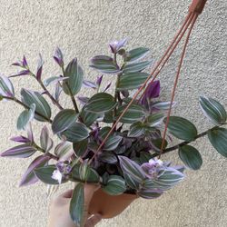 Beautiful Tradescantia Nanouk Plant With Hanging 6’Pot