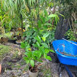 Jackfruit Sapling