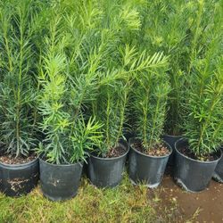 Beautiful Podocarpus Plants For Privacy! 3 Feet Tall! Fertilized 