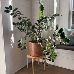 Healthy Large ZZ Plant and Pot