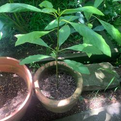 Plant Avocado