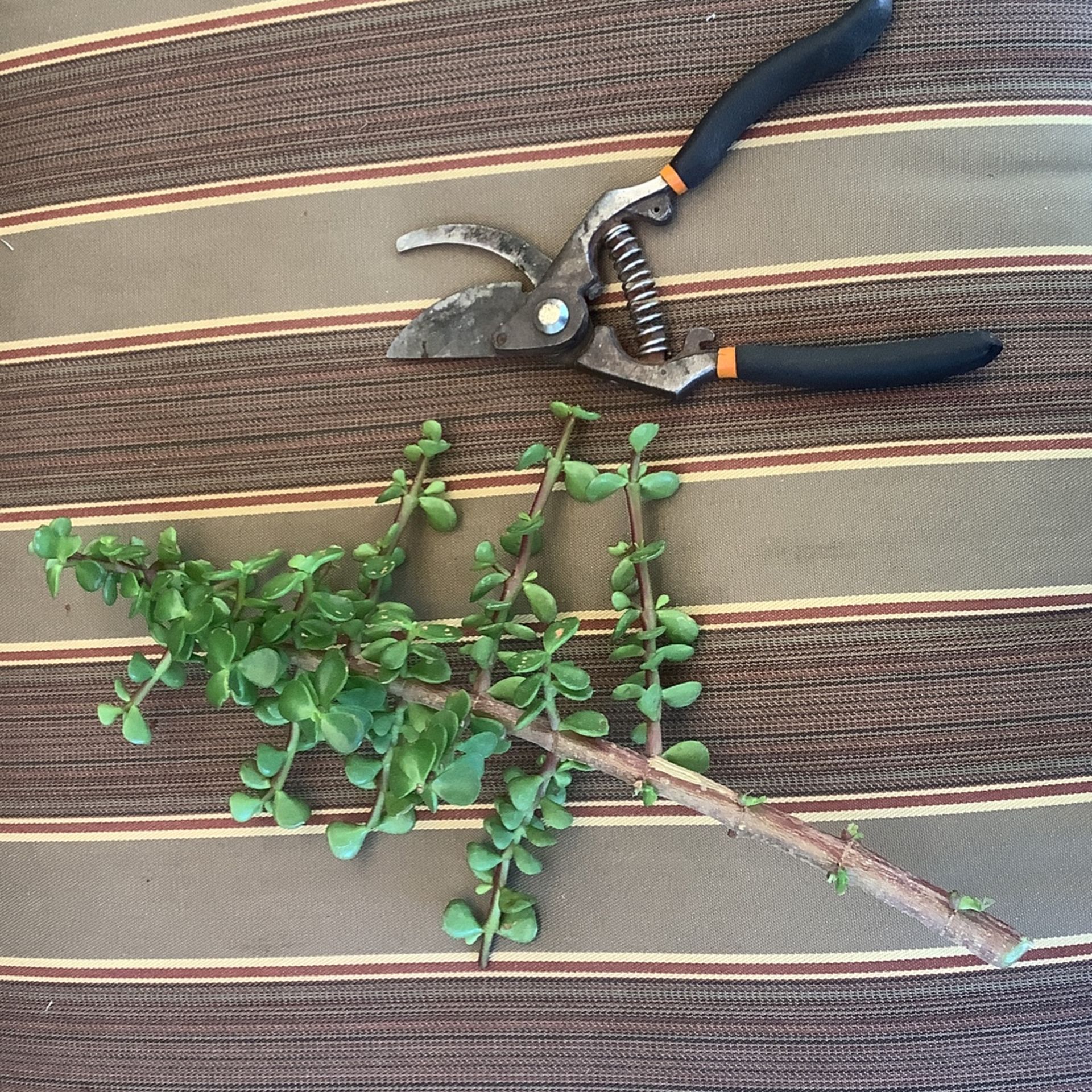 Elephant Sedum. Plants. Garden