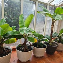 Dwarf  Cavindish Banana  Plants