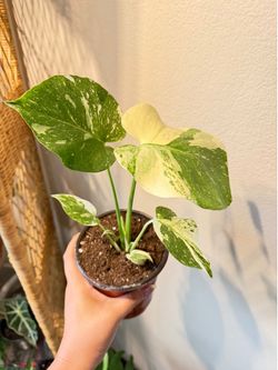 Monstera Thai constellation