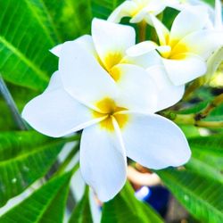 Beautiful Plumeria Trees - White & Yellow Flowers (1-6' ft) 🌿