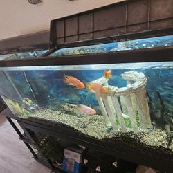 Fish Tank 