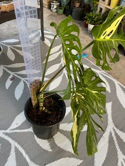 Variegated Monstera Deliciosa Live Plant