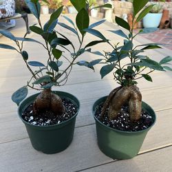 Ficus Ginseng Bonsai Plant Comes in a 6" Nursery Pot, $18ea. ☑️ Profile for More 🪴