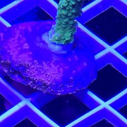 Ornamental Corals For Sale In Lake Worth Beach F.L. 
