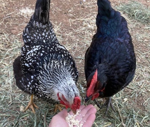 Organic Eggs $5 - Dozen