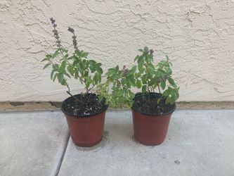African Blue Basil Plant in 6” Pot, Pollinator Magnet