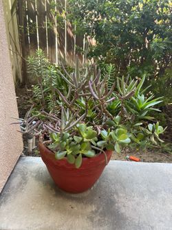 Large Pot With Succulents 