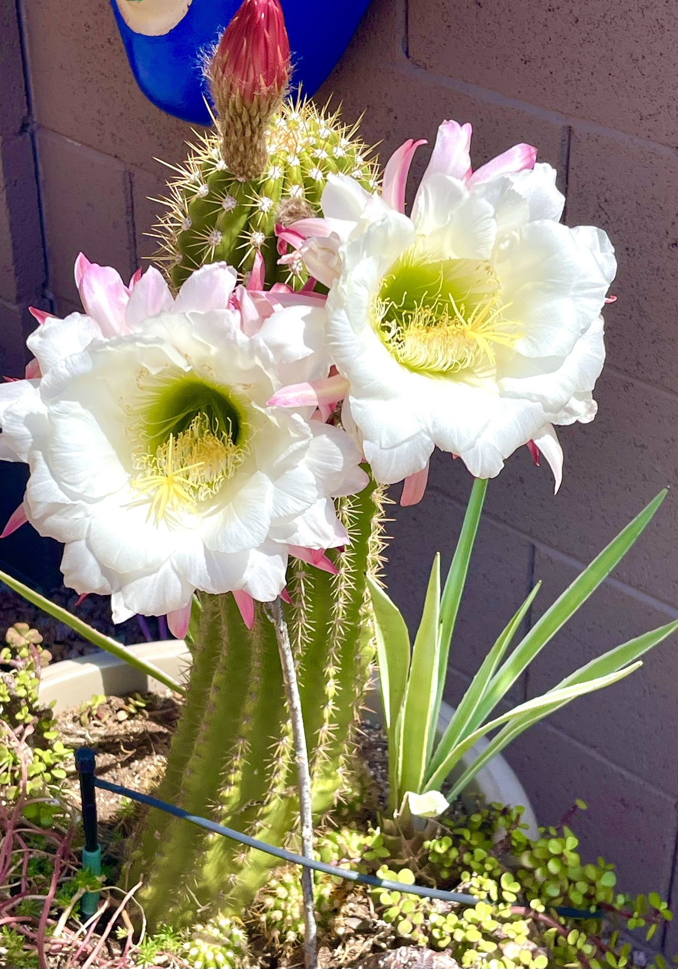 Golden Torch Cactus & Agave Plants