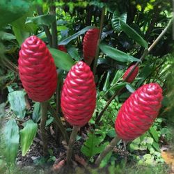 Shampoo Ginger Plant 🪴3gal