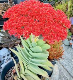 Crassula falcata “Propeller Plant