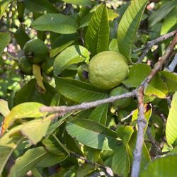 Guavas For Sale