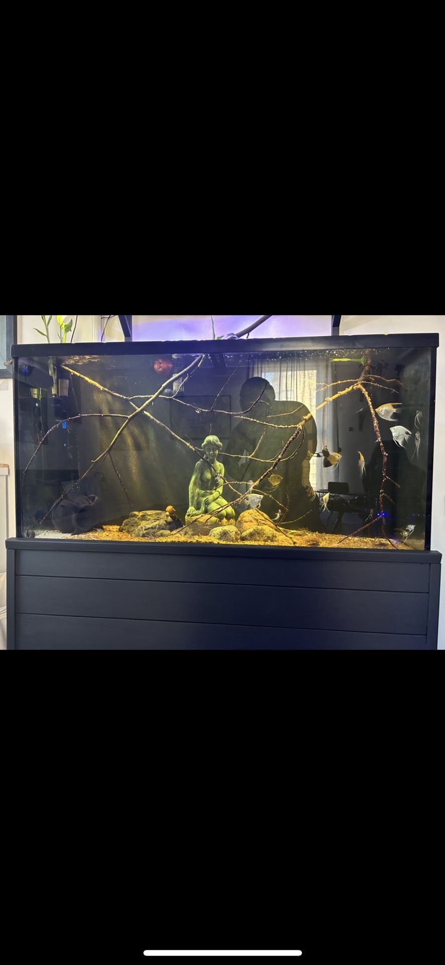 55 Gallon Aquarium With FX4 Filter
