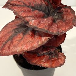 Rex begonia 4” pot