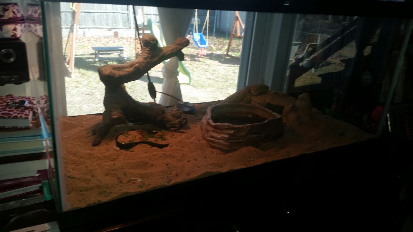 Bearded dragon with complete settup
