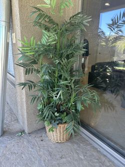 House Plants