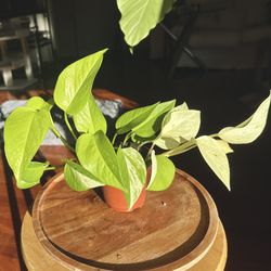 Neon & Marvel Queen Pothos