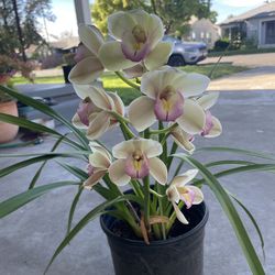 Potted Cymbidium Orchid
