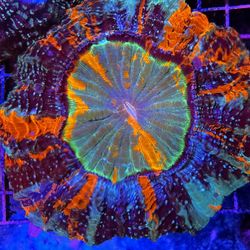 🔥CORALS DECORATIONS FOR MARINE TANK OVER 500 CORALS IN STOCK PICK-UP - DELIVERY  - SHIP