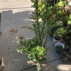 Assorted Plants