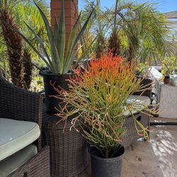 Fire Stick Plant
