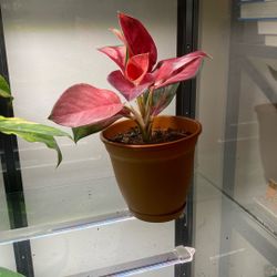 Plant