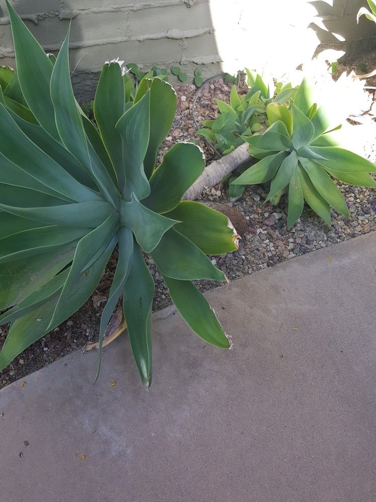 Desert Plants Fox Tail Agave